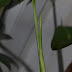 Monstera deliciosa variegata - Update