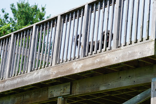 Dog on Lookout Deck on Vista Trail, Rouge National Park