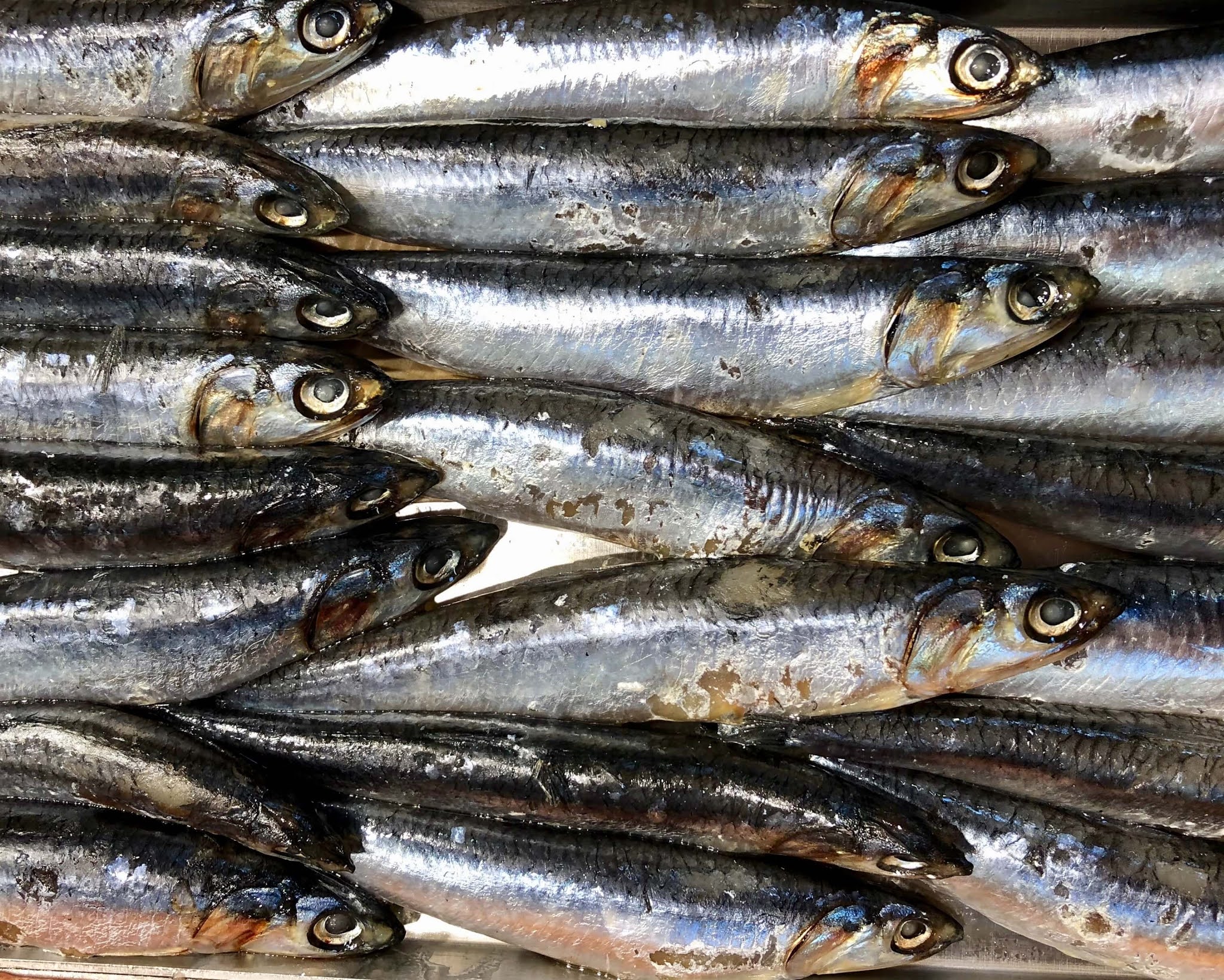 En İyi Omega 3 Hangi Balıkta?