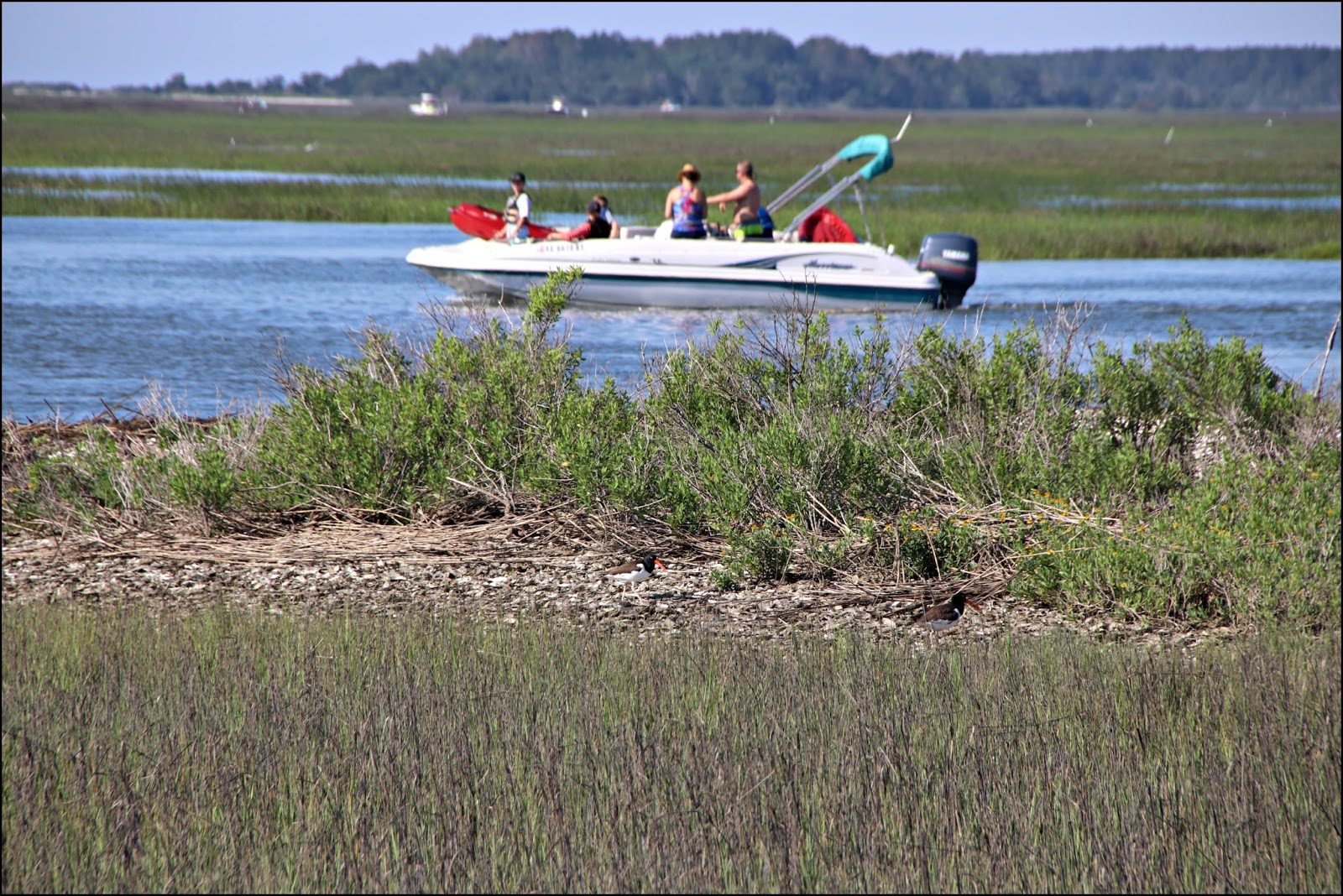 Through Carol's Lens Oyster Catchers