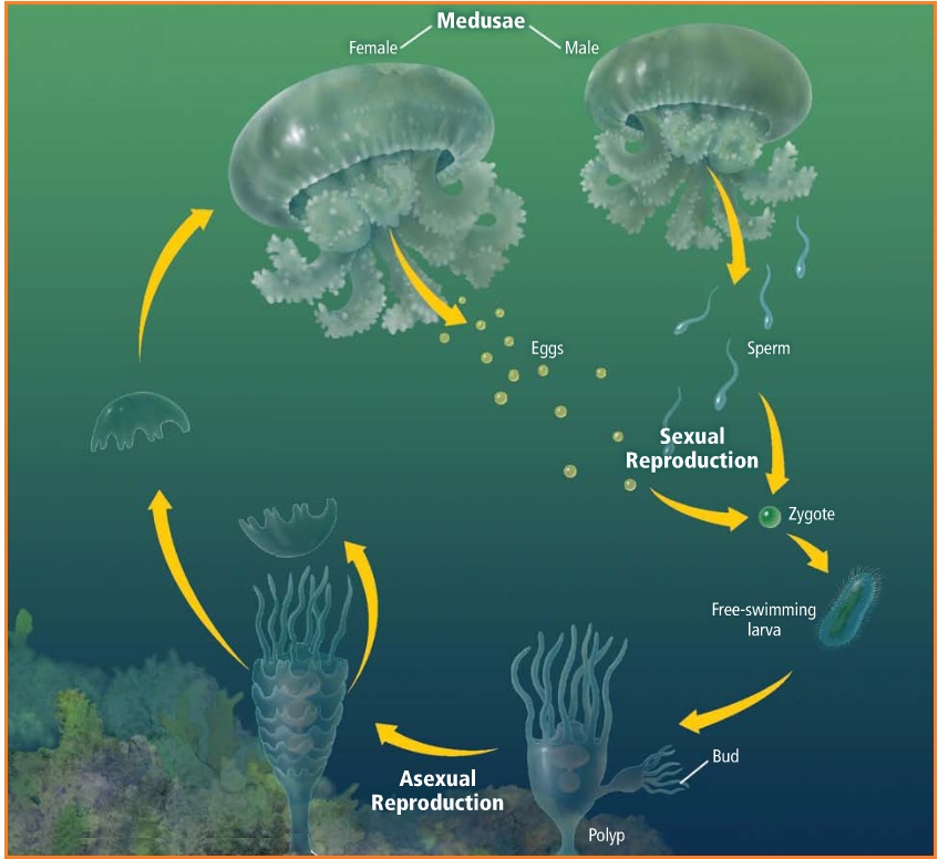 Cara Berkembang Biak Ubur Ubur Hal Cara Berkembang Biak Ubur Ubur Hal