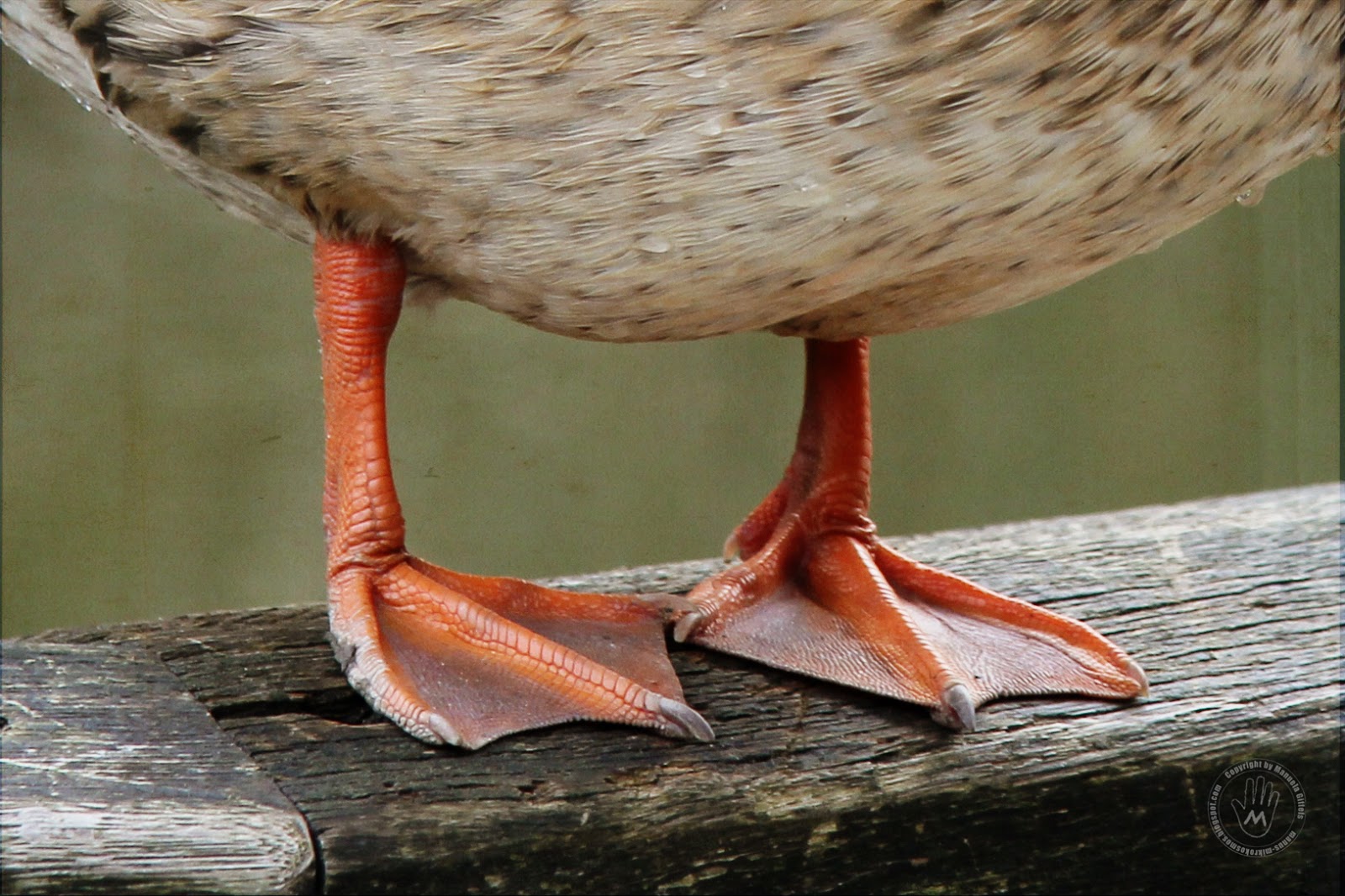 Wie Nennt Man Die Füße Von Hühnern Und Enten manus-mikrokosmos.blogspot.com