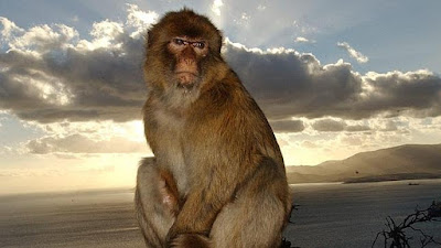 GIBRALTAR, LA ÚLTIMA COLONIA DE EUROPA