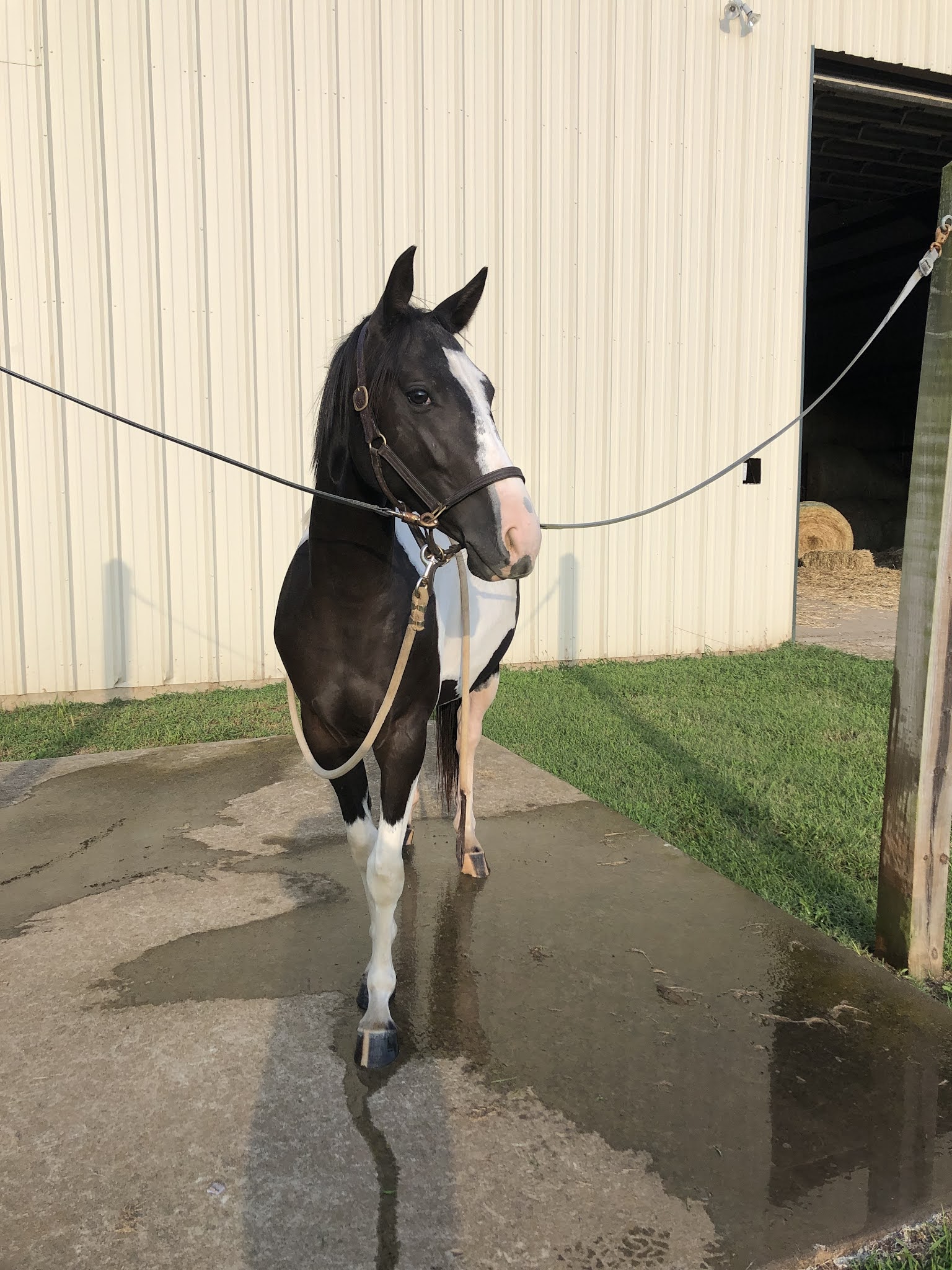 A Student of the Horse Donut Update Bathing