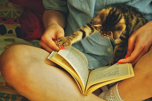 gato libro regazo congatos 