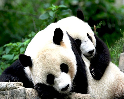 gambar panda cute - foto hewan - gambar panda cute