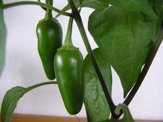 Natürliche Chilipillen zur Gewichtsreduktion Natürliche Chilipillen zur Gewichtsreduktion