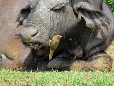 Yellow-billed Oxpecker on the Kazinga Channel in QENP Uganda