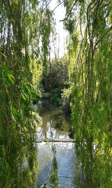 Willows and Water by Sarah Turpin