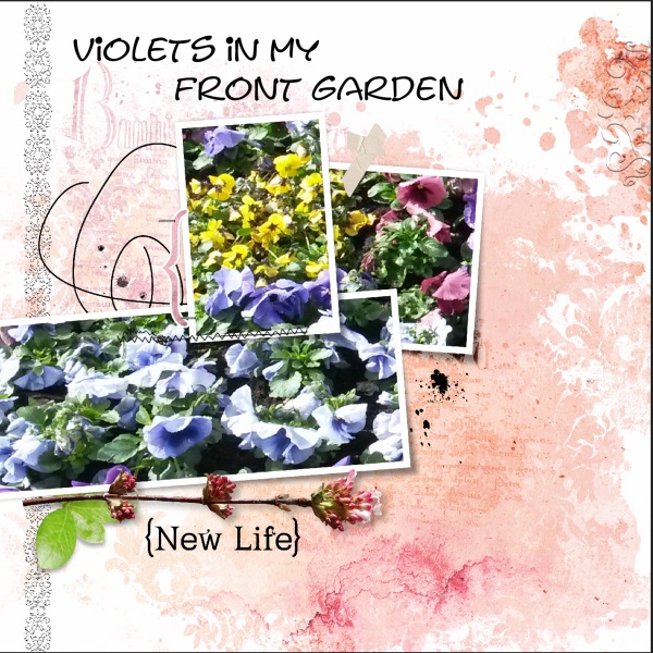 April 2018 - Violets in my garden