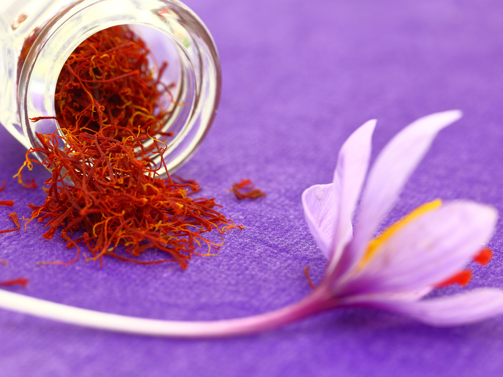 FOSSIL HUNTRESS SAFFRON GOLD CROCUS BLOSSOMS