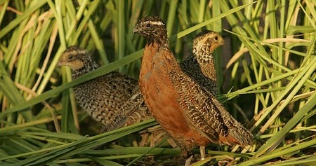 Rincian Biaya Modal Usaha Ternak Burung Puyuh Dan Keuntungannya