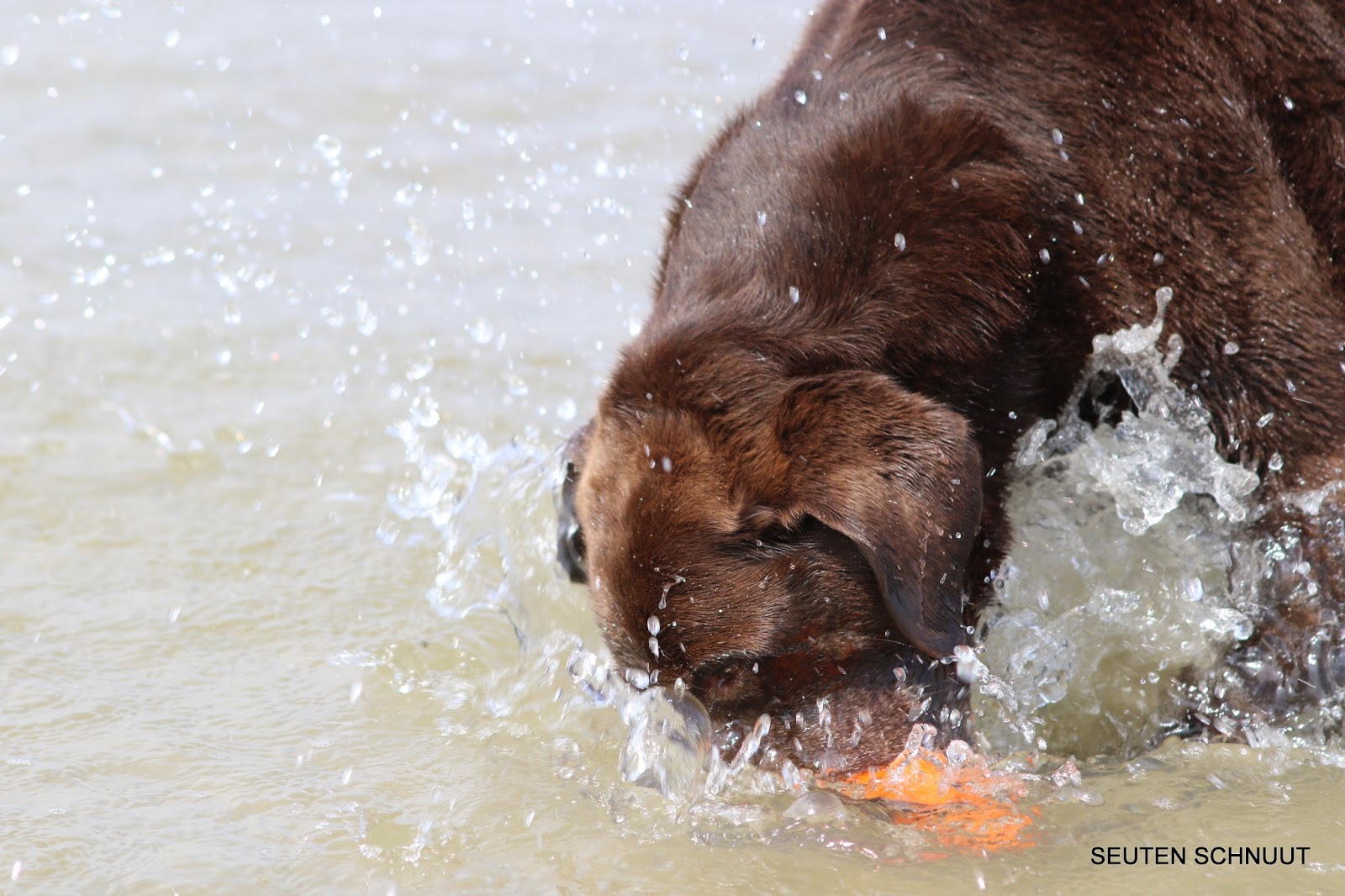 Seuten Schnuut Labradore Ausflug mit Fotoshooting