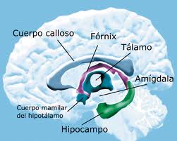 portal ciencia la am gdala el origen de nuestras pasiones portal ciencia la am gdala el origen de nuestras pasiones