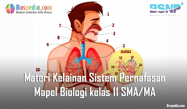 Materi Kelainan Sistem Pernafasan Mapel Biologi kelas 11 SMA/MA