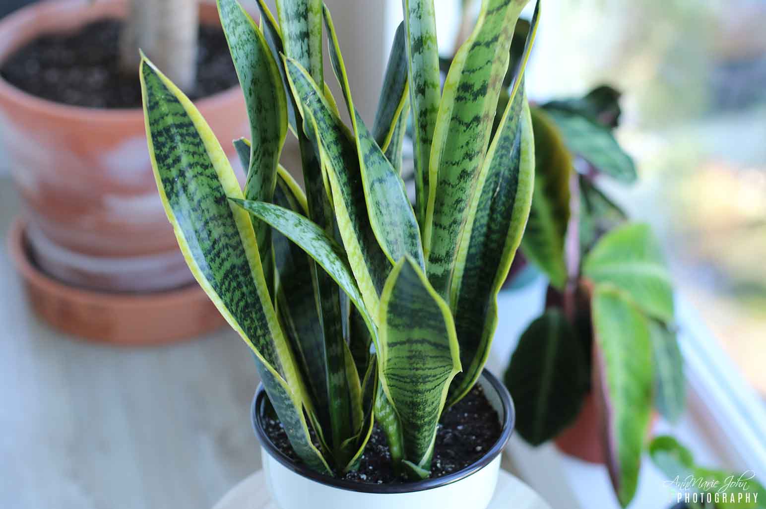 7 Best Houseplants for Beginners