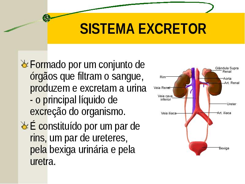 Como Funciona O Sistema Excretor - BINKEDU