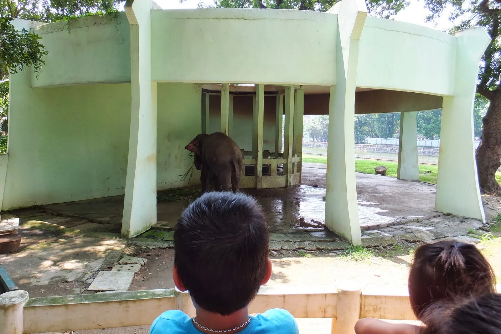 hanoi-zoo-elephant ハノイ動物園の象