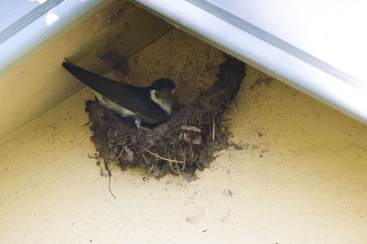 Peregrine's Bird Blog: House Martins and a Gift of a Dead Swallow