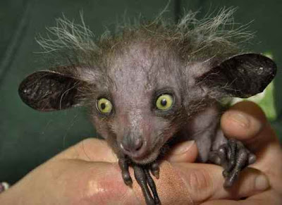 animals with weird faces, animals with crazy faces, aye-aye