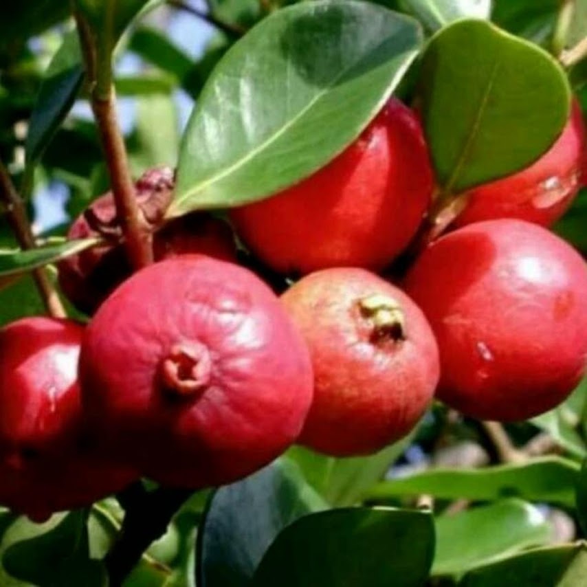 Bibit Tanaman Buah Jambu Strawberry atau Jambu Leci Cirebon
