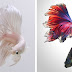 Breathtaking Siamese Fighting Fish Portraits Resemble Colorful Clouds of Ink in Water