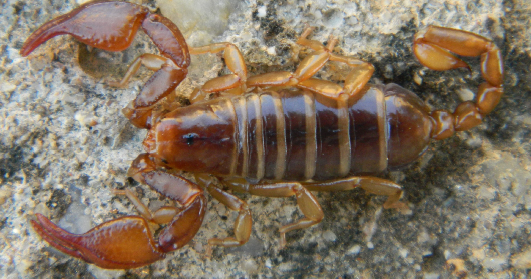 The Scorpion Files Newsblog A New Euscorpius From Northwestern Turkey