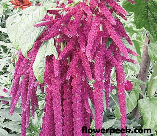 How to grow Amaranthus from seed to harvest