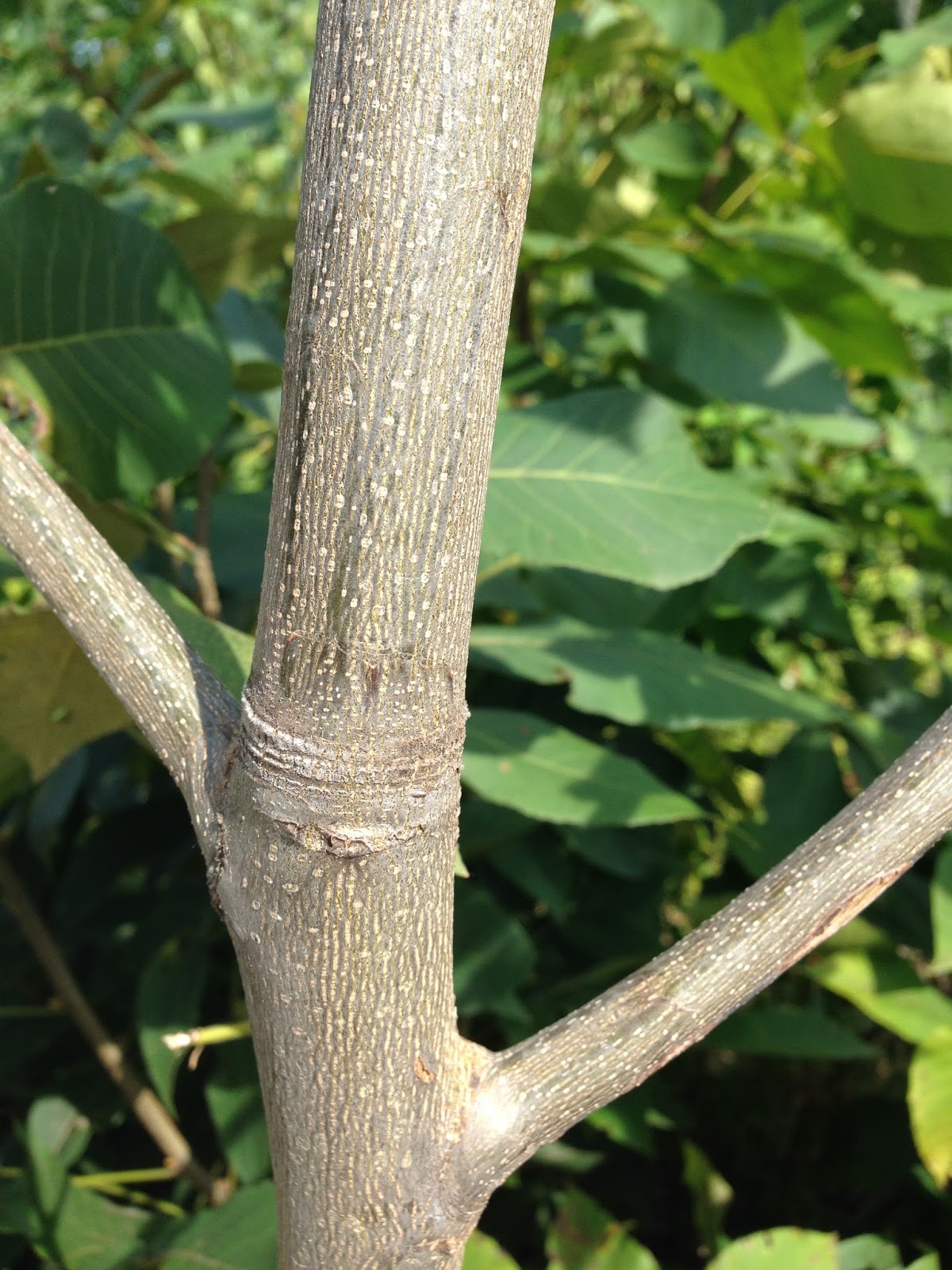 Maine Trees, Top to Bottom Shaggy Shagbark Hickory