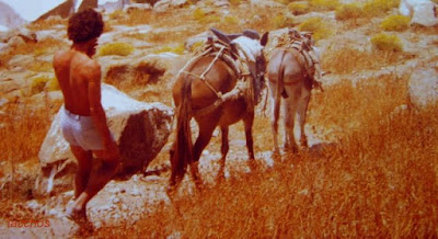 adolescent, nu, iacchos, cyclades, pline l ancien, dauphins, île, île flottante, étoile, mirabilia, ka, amorgos