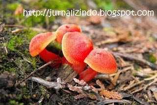 Pengertian dan cara tumbuh jamur