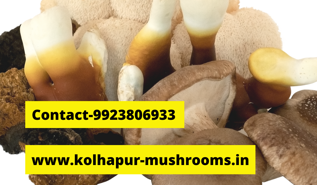 Oyster mushroom powder recipe Edible & Medicinal mushrooms