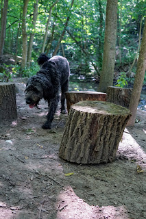 Tree stumps for stools in Sherwood Park Off-Leash Paradise