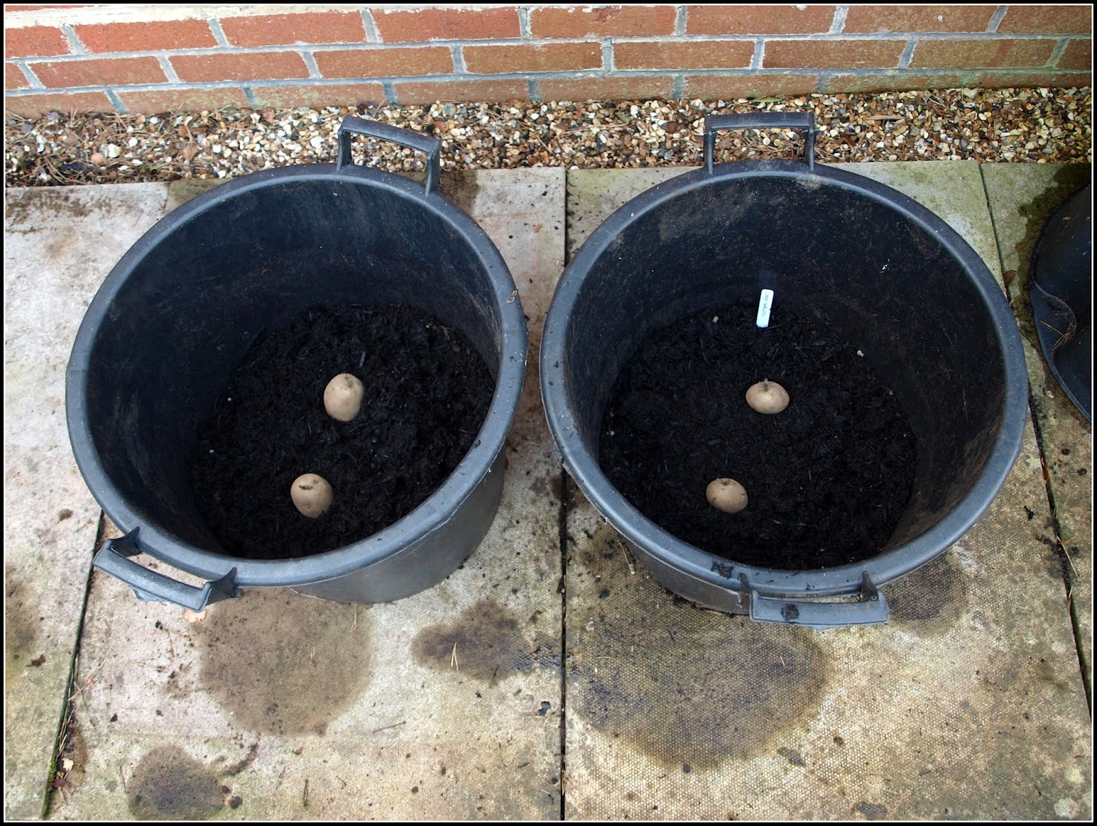 Mark's Veg Plot Growing potatoes in containers