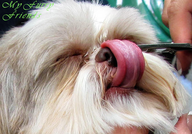 Porque o shih tzu lambe tanto o seu dono