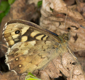 Speckled Wood, Pararge aegeria.  One Tree Hill, 27 April 2012.