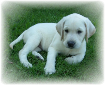 Dogs For Sale