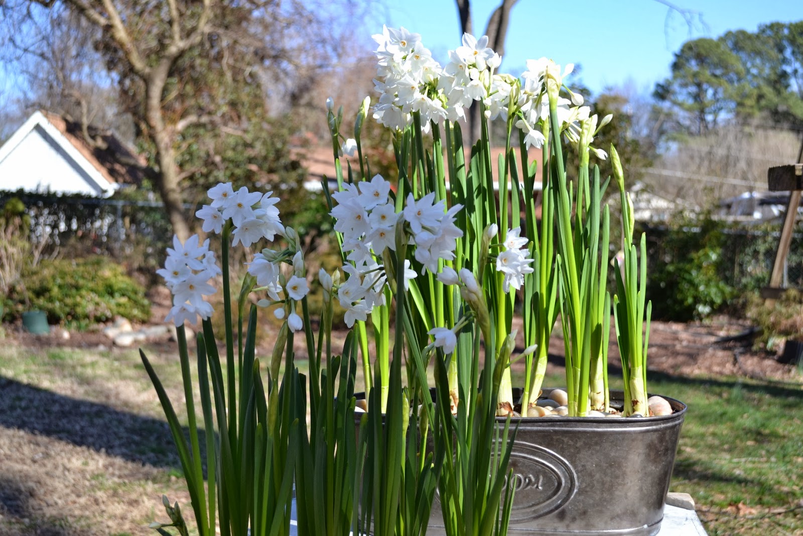 Wedding Flowers from Springwell Paperwhites For Weddings