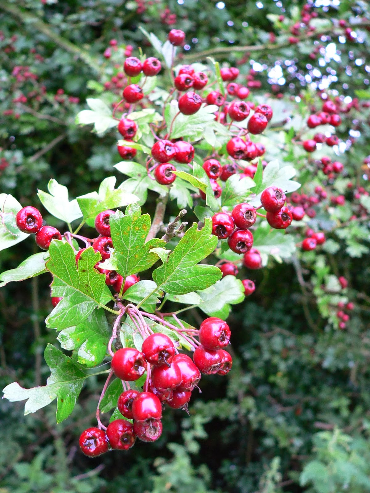 Norfolk Wildlife Trust: Norfolk in 100 Species Number 8: Hawthorn Norfolk Wildlife Trust: Norfolk in 100 Species Number 8: Hawthorn
