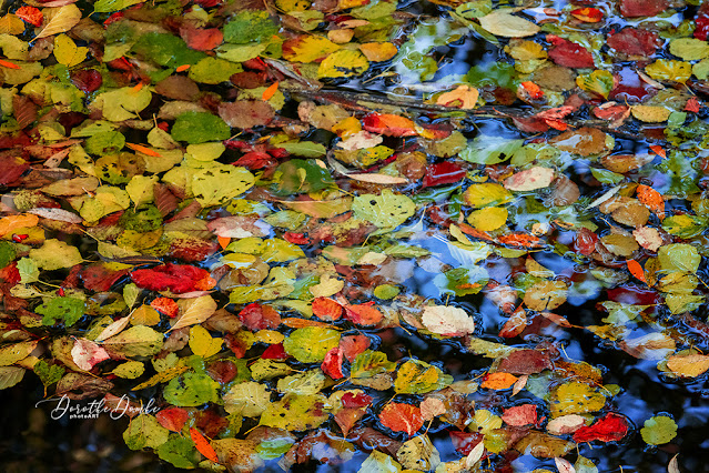 Herbst, autumn, Fotografie, Sauerland, photoart, Dorothe Domke