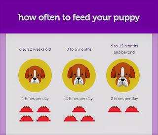 Guideline To Feed Your Dogs And Puppies ~ Pets Blog