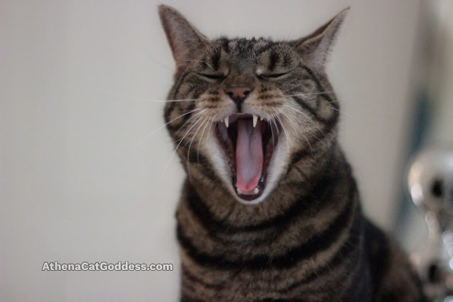 tabby cat mouth wide open