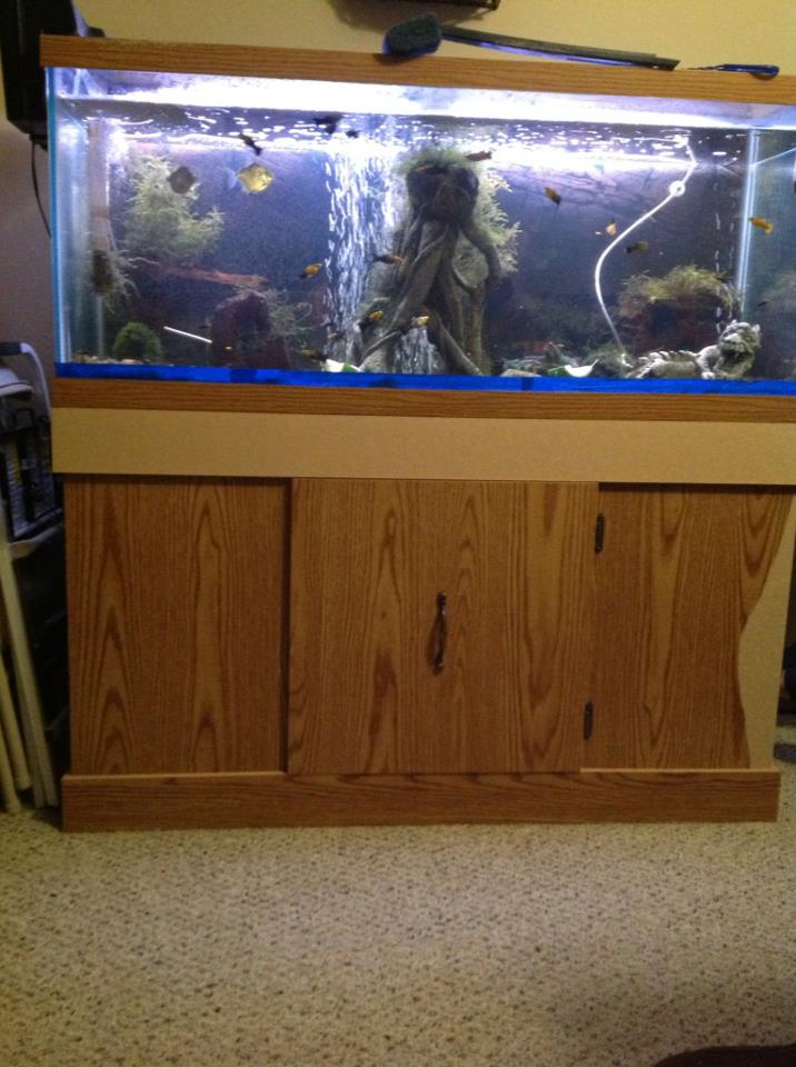 The FabBanana 8.00 Fish Tank Makeover Budget Diva