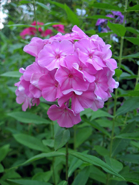флоксы