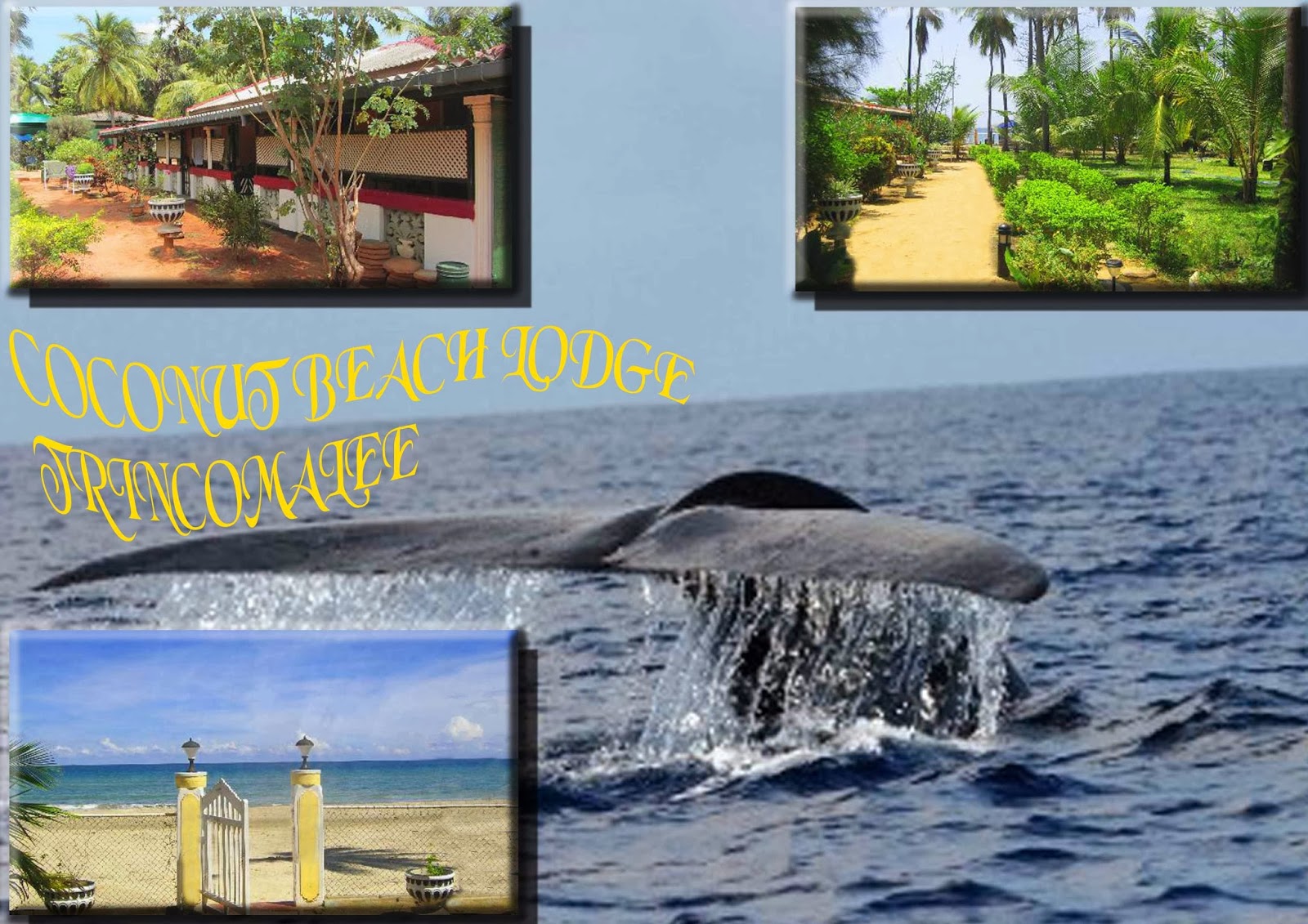 Travel In Sri Lanka Coconut Beach Lodge