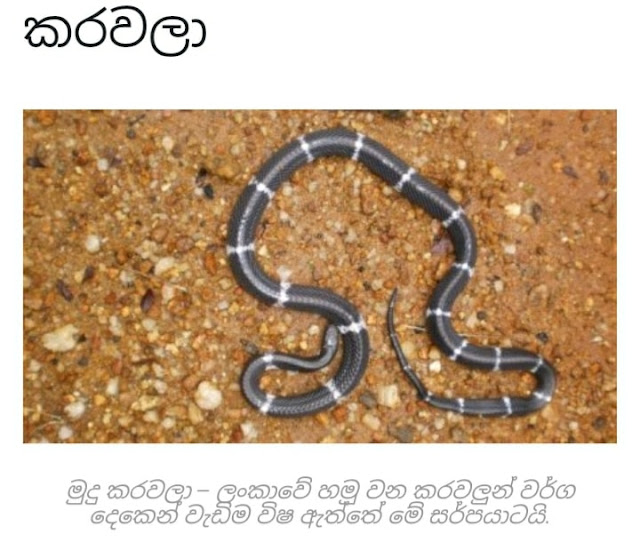 ලංකාවේ ඉන්න භයානකම සර්පයන් 🐍 (The Most Dangerous Snakes In Sri Lanka) - Your Choice Way