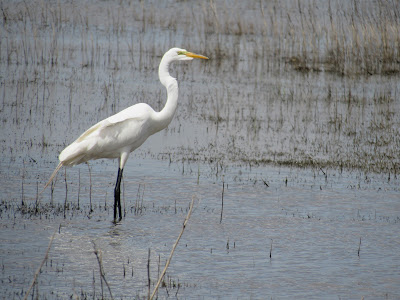 Sacramento National Wildlife Refuge