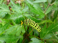威嚇するアゲハ蝶の幼虫