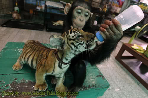 Download 960 Gambar Harimau Dan Monyet  Gratis HD