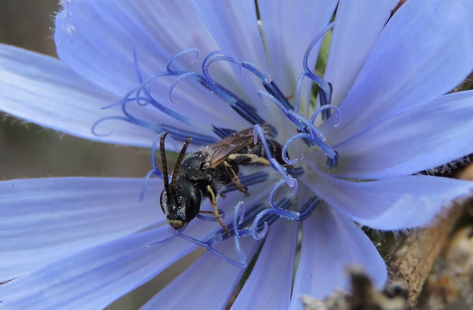 The Amateur Anthecologist Native Bees 2015